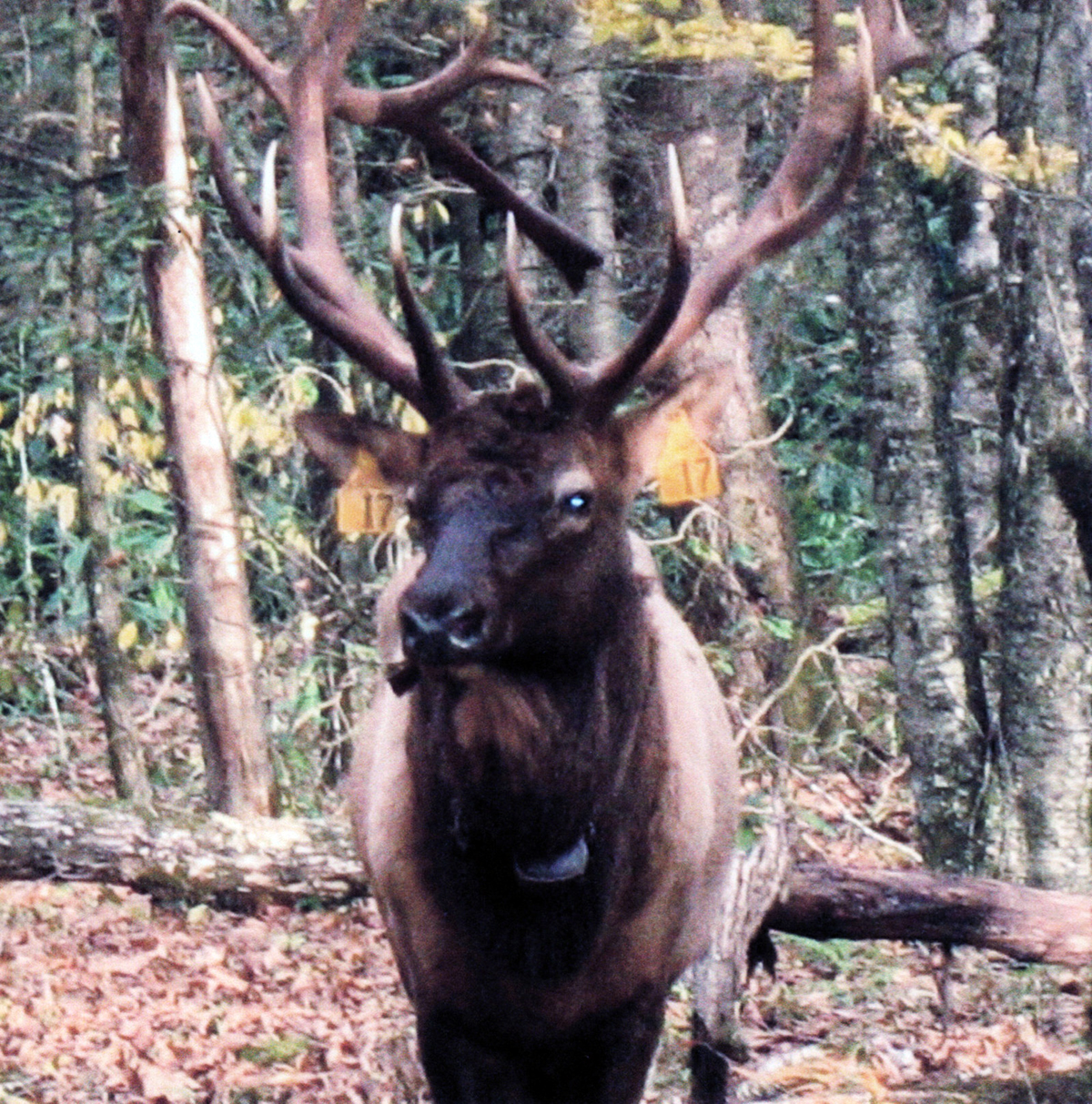 ELK 1600x1617 - Linda's Photos